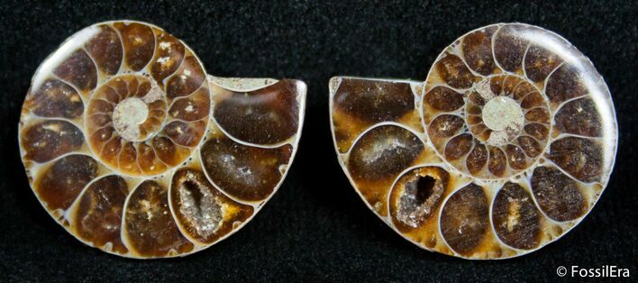 Inch Split Ammonite Pair #2670